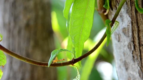 Ants Video stock 102593060