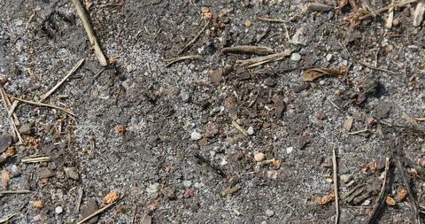 Ants Stock Footage 103057417