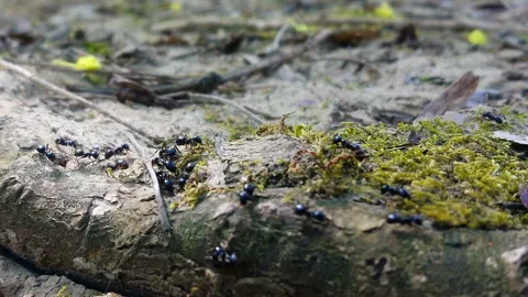 Ants Stock Footage 106727372