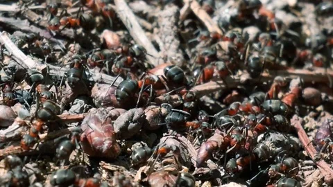 Ants 動画素材 107219736