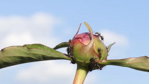 Ants  Vídeos de archivo 109051317