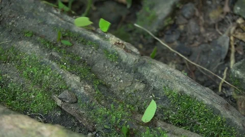 Ants 库存影片 114788486