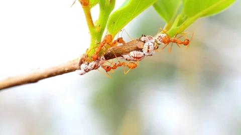 Ants Stock Footage 115562778