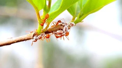 Ants Stock Footage 115562834