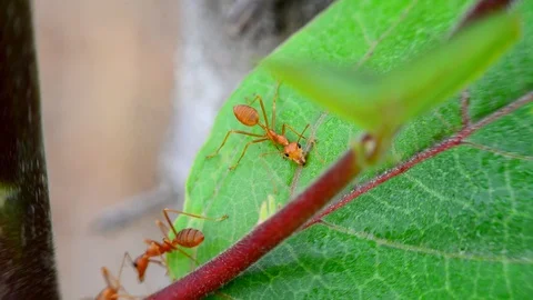 Ants Stock Footage 115563294