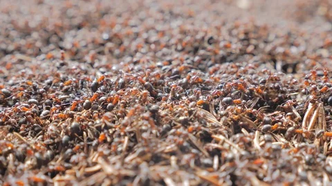 Ants Stock Footage 122130711