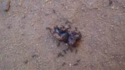 Ants 動画素材 122947327