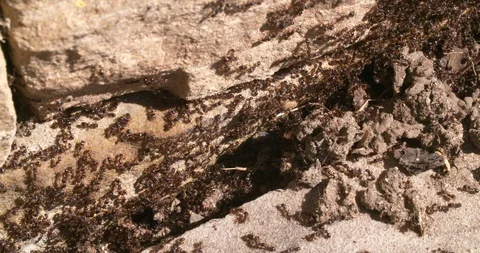 Ants Stock Footage 126072752