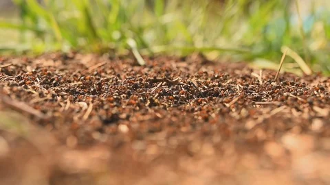 Ants Video stock 127570571