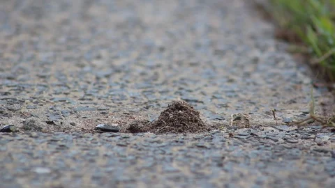 Ants Stock Footage 128351130
