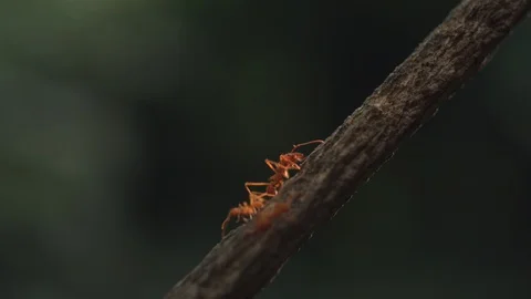 Ants Stock Footage 128553555
