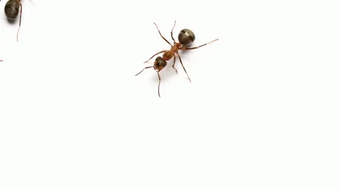 Ants 스톡 동영상 128705786