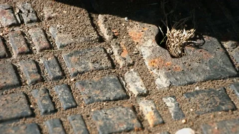 Ants Video stock 130592390