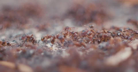 Ants Stock Footage 130763479