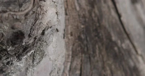 Ants Stock Footage 132603066