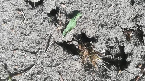 Ants Stock Footage 136293305