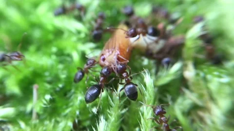 Ants Stock Footage 143564891