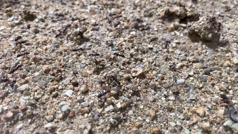 Ants Stock Footage 153961249