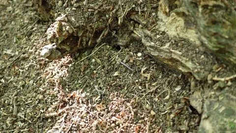 Ants Stock Footage 161640932
