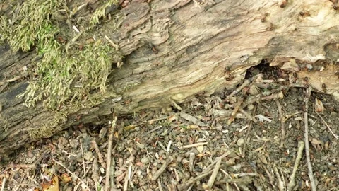Ants Stock Footage 161641417