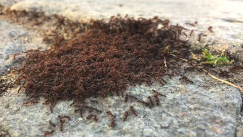 Ants Stock Footage 165901042