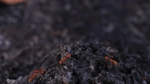 Ants Video stock 169797243