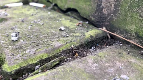 Ants Vidéo 205858919