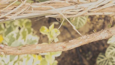 Ants 스톡 동영상 219836532