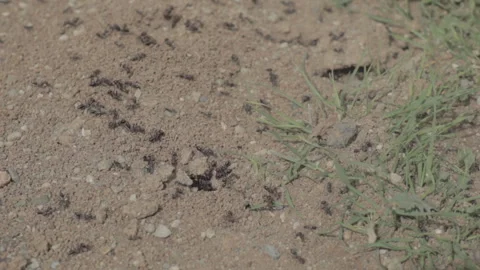 Ants Stockbeeldmateriaal 235971815