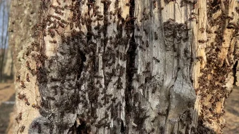 Ants. Stock Footage 238087696