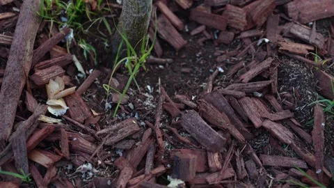 Ants Stock Footage 247171578