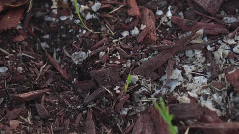 Ants Stock Footage 247171583