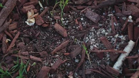 Ants Stock Footage 247171586