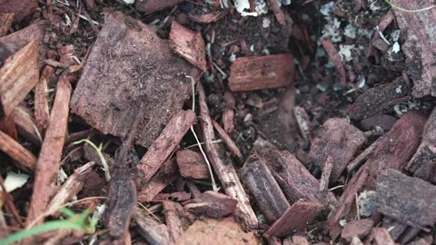 Ants Stock Footage 247171587