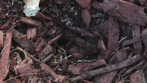 Ants Stock Footage 247171588