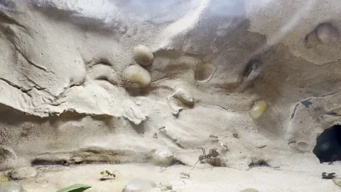 Ants Stock Footage 264613863