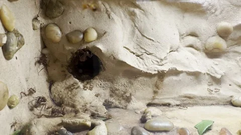 Ants Stock Footage 264614268