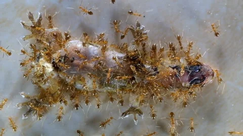 Ants 스톡 동영상 266153223
