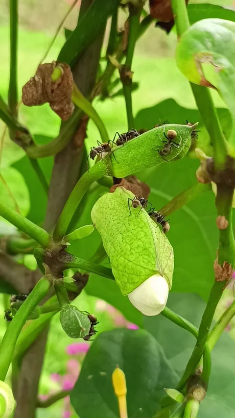 Ants Stock Footage 274655382