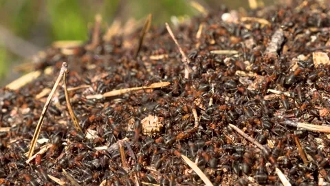 Ants 動画素材 275732671
