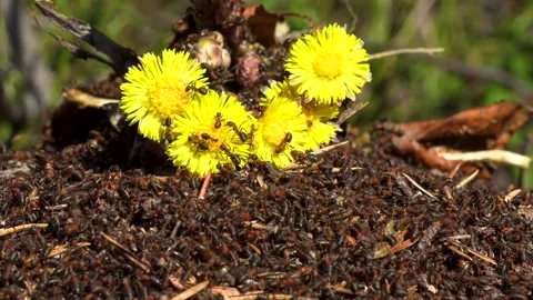 Ants Stock Footage 275732746