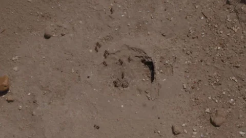 Ants Stock Footage 276720314