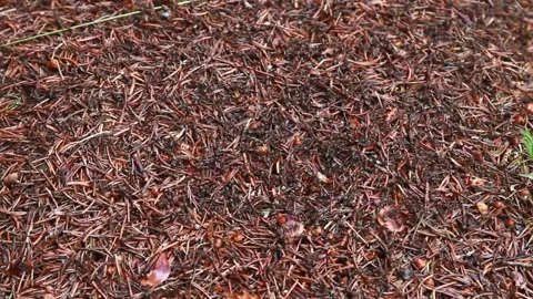 Ants Stock Footage 279839476