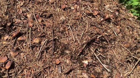 Ants Stock Footage 279839620