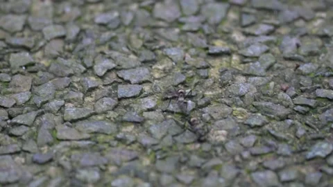 Ants Stock Footage 300758004