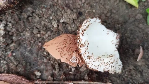 Ants Stock Footage 302822628