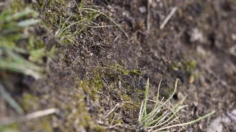 ANTS Stock Footage 311663871