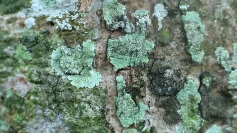 Ants Stock Footage 332875333