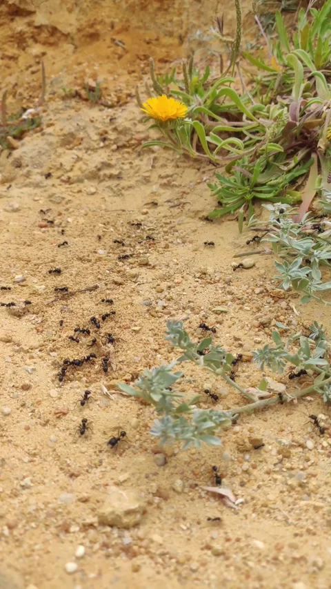 Ants Stock Footage 336621070