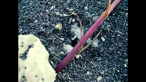 Ants Stock Footage 343965026